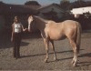 Glenda and her White Horse